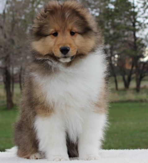 Fluffy Sheltie puppy that is about 6 weeks old on a white blanket